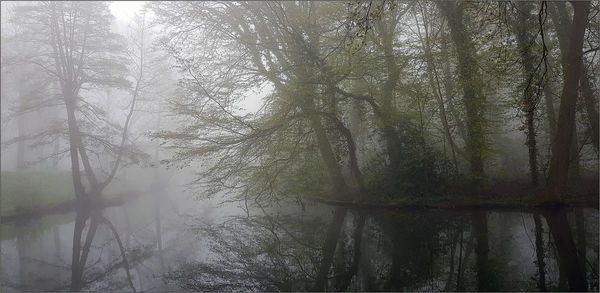 Trees in forest during foggy weather