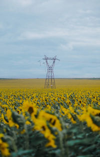 Scenic view of oilseed rape field against sky