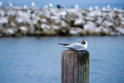 Seagull perching on wooden post