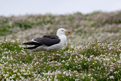 Seagull perching on flower plant