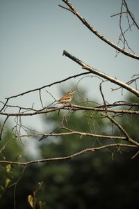 nature