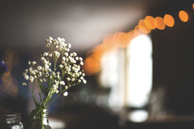 Close-up of white rose flower in vase