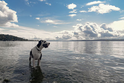 Dog standing on shore at beach