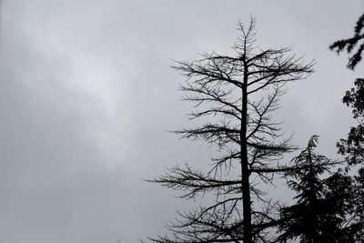 Low angle view of silhouette tree against sky