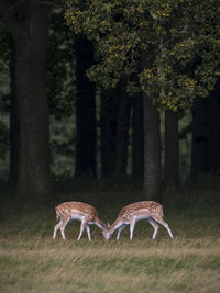 Deer grazing on grassy field at park