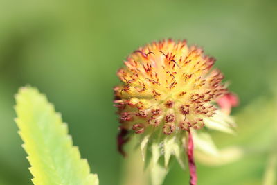 Close-up of yellow flowering plant