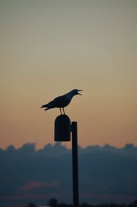 Silhouette bird perching on pole against sky during sunset