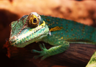 Close-up of lizard