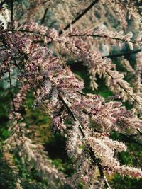 Close-up of pink cherry blossoms in spring