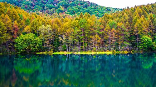 Scenic view of lake in forest