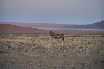 Scenic view of desert against sky