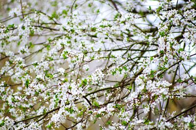 Low angle view of blooming tree