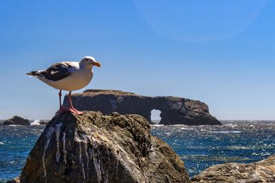 Seagull perching on rock by sea against clear sky