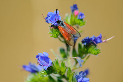 Close-up of butterfly pollinating on purple flower