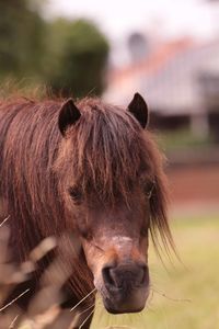 Close-up of horse in ranch