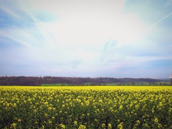 Scenic view of oilseed rape field against sky