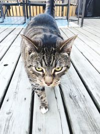 Portrait of a cat on boardwalk