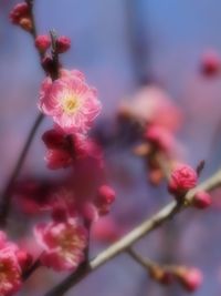 Close-up of pink cherry blossoms in spring