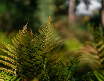 Close-up of fern leaves