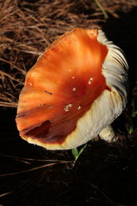 Close-up of mushroom growing on field