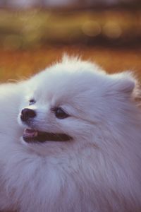 Close-up of a dog looking away