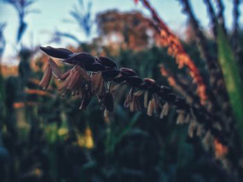 Close-up of flowering plant on land