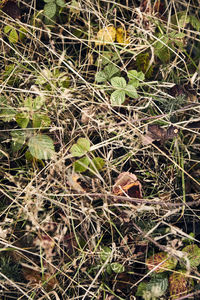 High angle view of plants on field