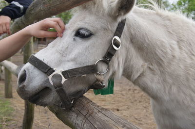 Close-up of horse