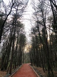 Road amidst trees in forest