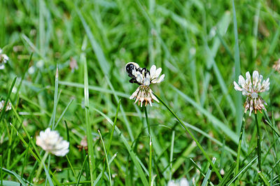 Close-up of bee on white clover flower