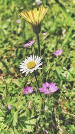 Close-up of flowers blooming outdoors