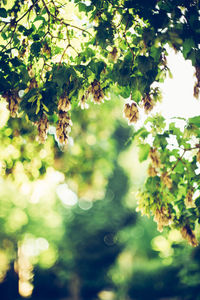 Low angle view of trees