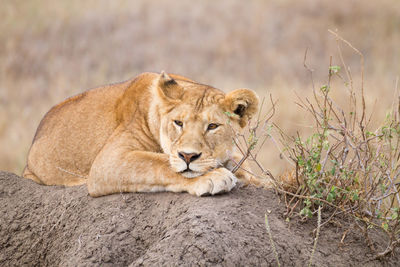 Cat resting on a land