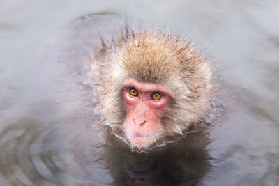 Japanese snow monkey in hot spring