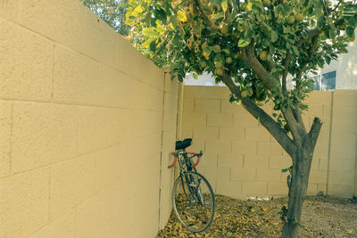 Bicycle by tree