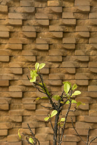 Close-up of plant against brick wall