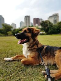 Dog sitting on field