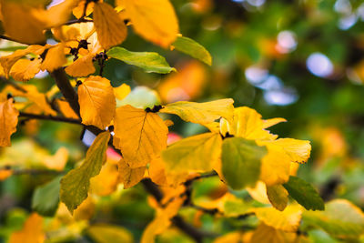 Beautiful yellow leaves in the fall in the forest.