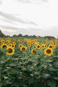 View of sunflowers on field