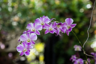 Close-up of purple flowering plant