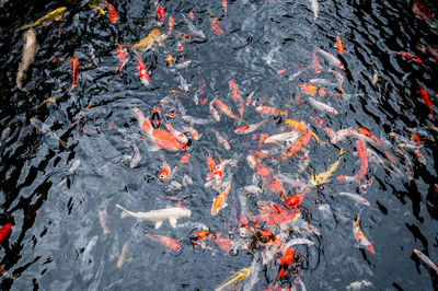 High angle view of koi carps swimming in lake