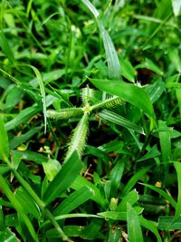 Close-up of insect on grass