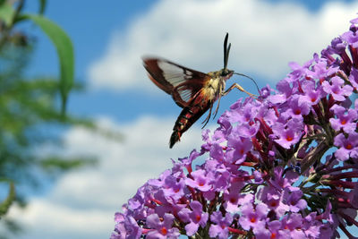 Close-up of butterfly pollinating on pink flower