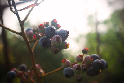 Close-up of berries growing on tree