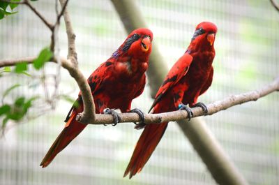 Close-up of bird perching on branch