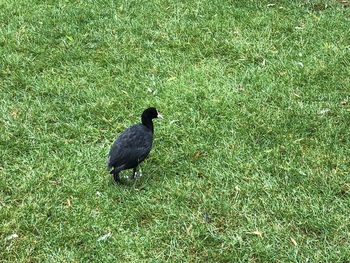 High angle view of bird on field