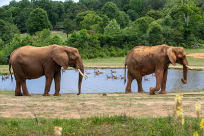 Two elephants near the lake