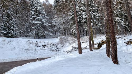 Trees on snow covered land