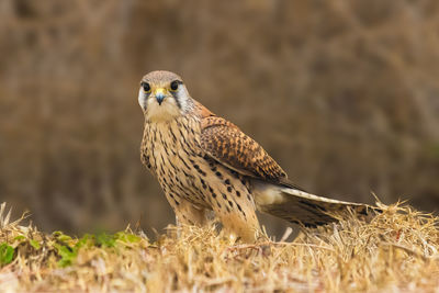 Close-up of bird on grass in forest