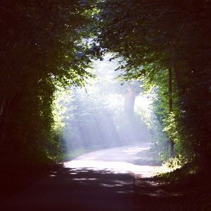 Scenic view of road amidst trees in forest